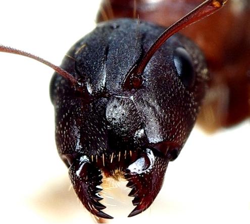 Quia - The Queen Ant's Birthday