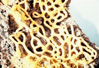 Pretzel Slime Mold