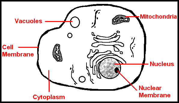 food cell