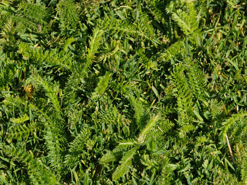 Quia - Turf Grass Weeds