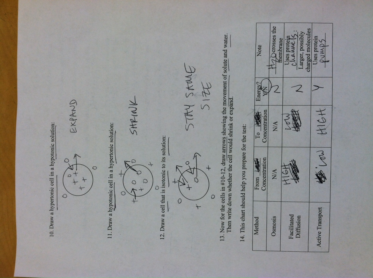 Cells And Energy Worksheet