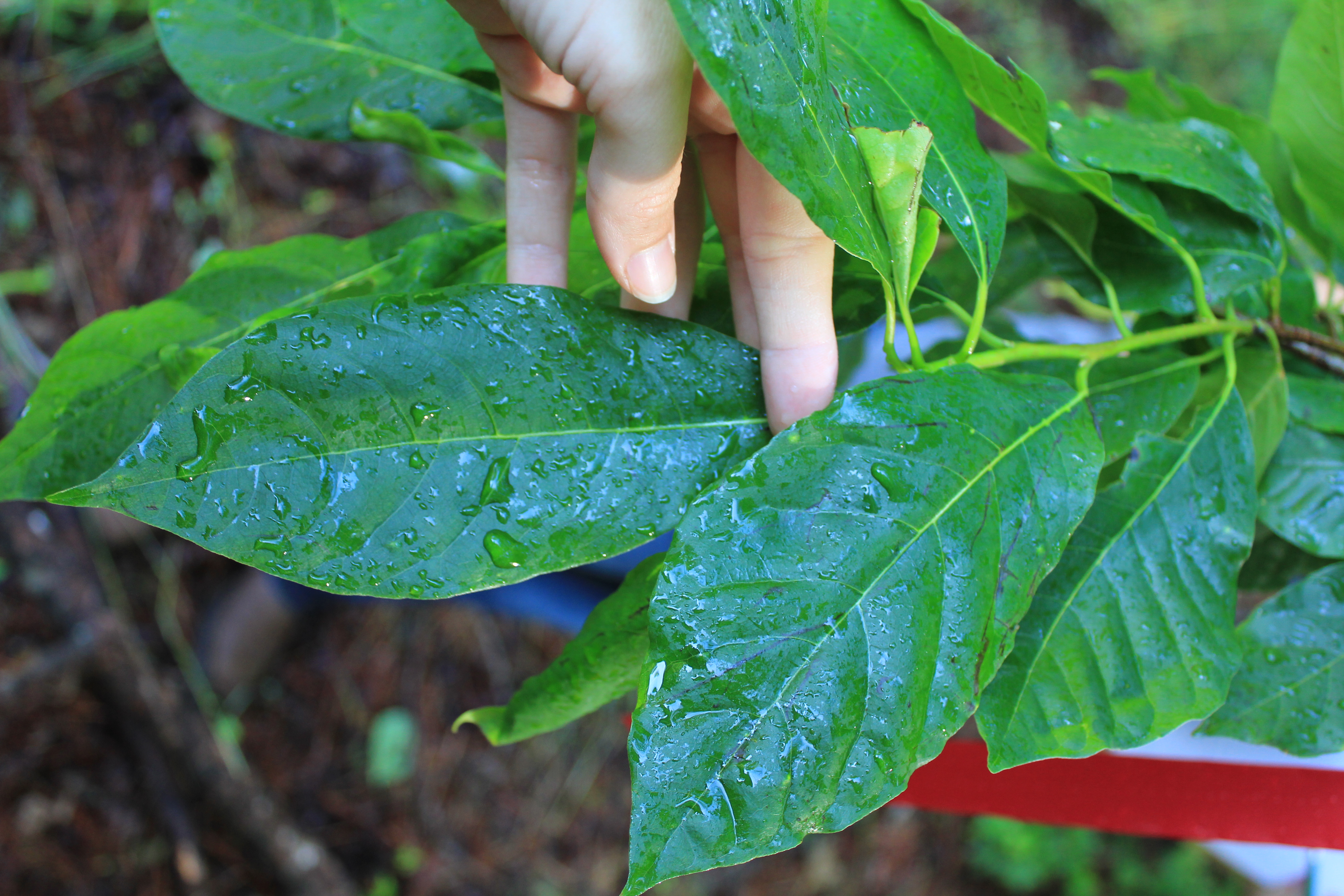 Quia Forestry Tree ID Photos and Descriptions