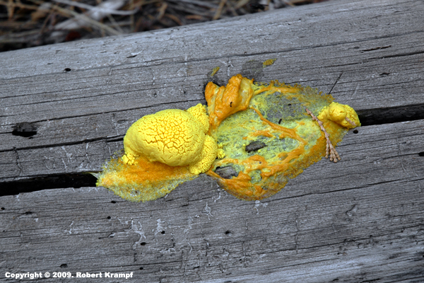 Biology chapter 19, bacteria and viruses worksheet.