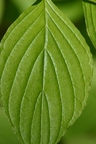 Quia - Leaf Shape Review