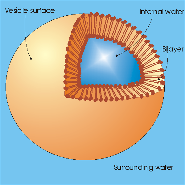 Vesicles Chsanatomyphysiology