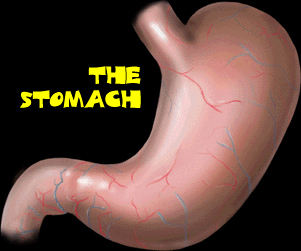 Quia - Chapter 13 Kinds of Muscles and Injuries of Muscles and Bones