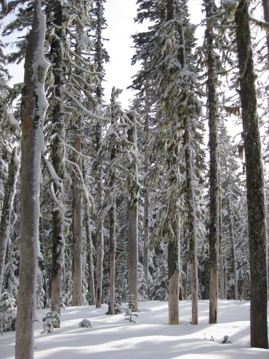 winter trees at night. Monday Night