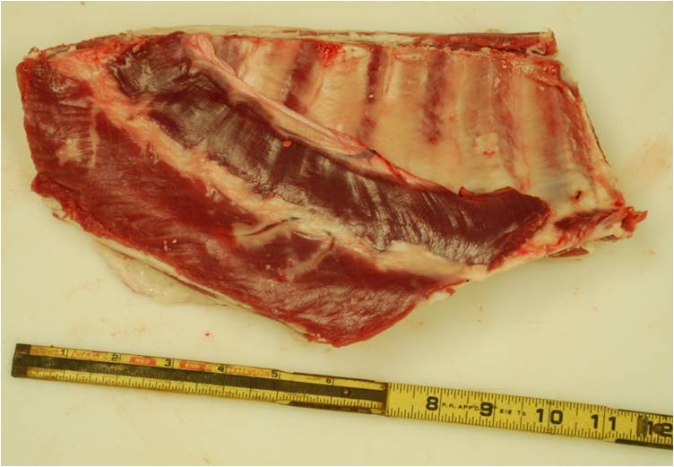 Quia Lamb Retail Cuts 2009 (Custom Pics)