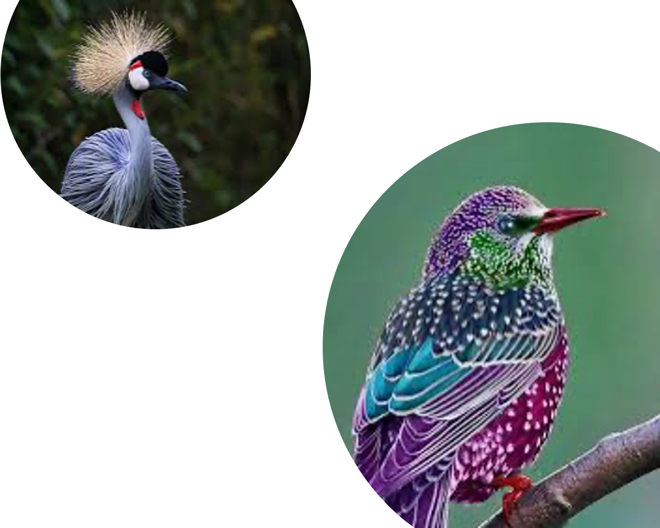 Quia - Dusat Ni (Amimals)