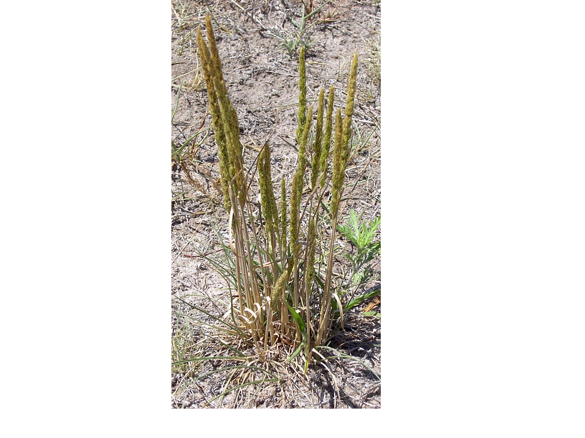 Quia - Range Plants Activities