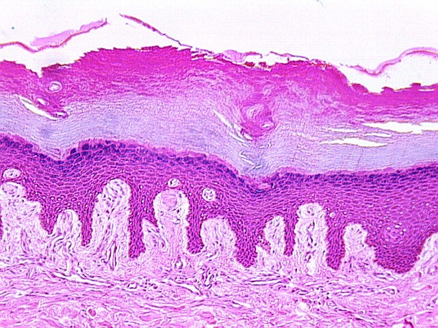 Quia - Identify Tissues