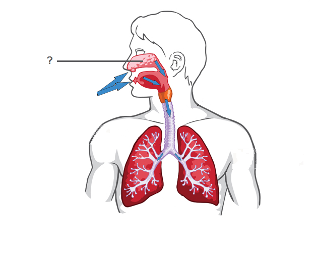 Quia - Respiratory and circulatory System