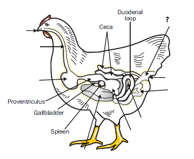 Quia - Chicken Digestive System disgestive diagram 