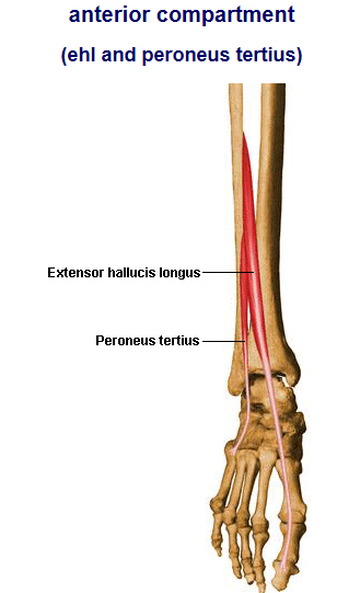 Extensor digitorum longus. Peroneus tertius. m. peroneus (fibularis) longus. мускулюс перонеус лонгус. m peroneus tertius.
