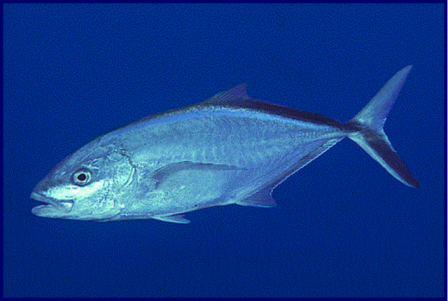 Quia - Fish Identification