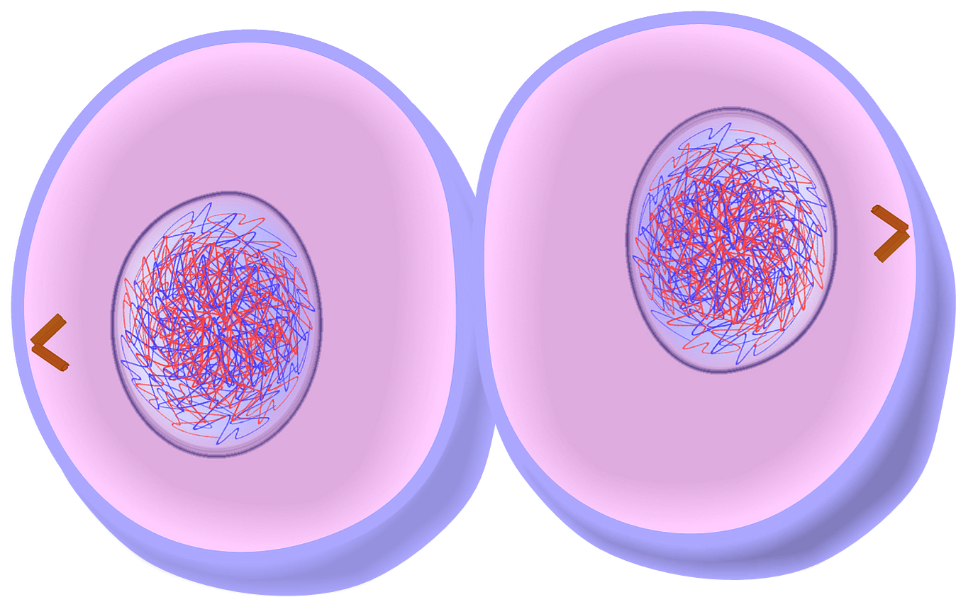 Quia - Phases of Mitosis / Meiosis