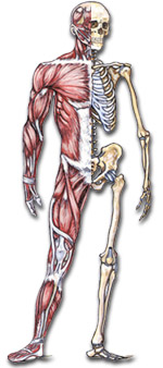 Quia - Class Page - Unit 7: THE HUMAN BODY