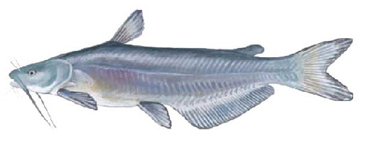 Quia - Fish Review Game