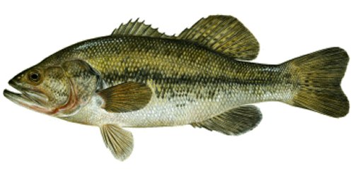Quia - Fish Review Game