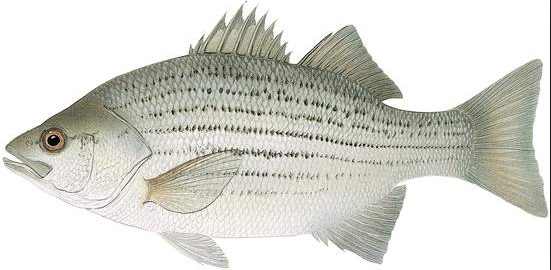 Quia - Fish Review Game