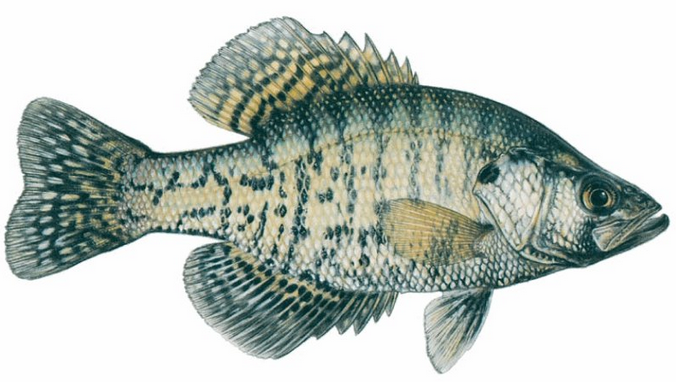 Quia - Fish Review Game