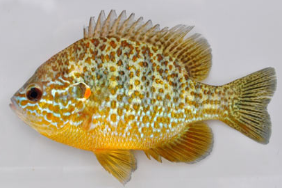 Quia - Fish Review Game