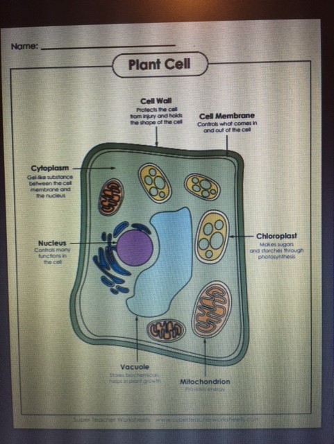 Quia Parts Of A Plant Cell quia-parts-of-a-plant-cell