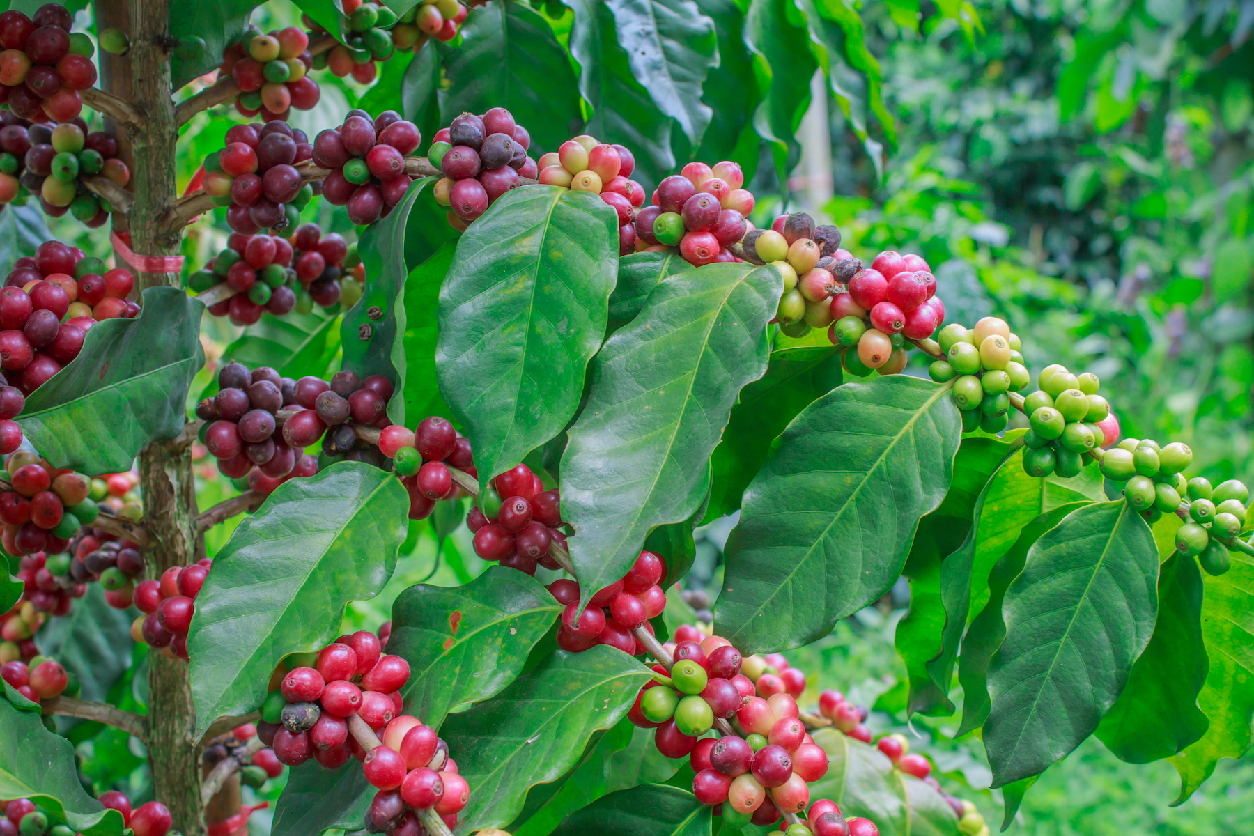 coffee cherries