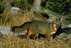 Quia - Pennsylvania Wildlife (Amphibians, Mammals, Reptiles, & Fish)