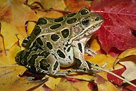 Quia - Pennsylvania Wildlife (Amphibians, Mammals, Reptiles, & Fish)