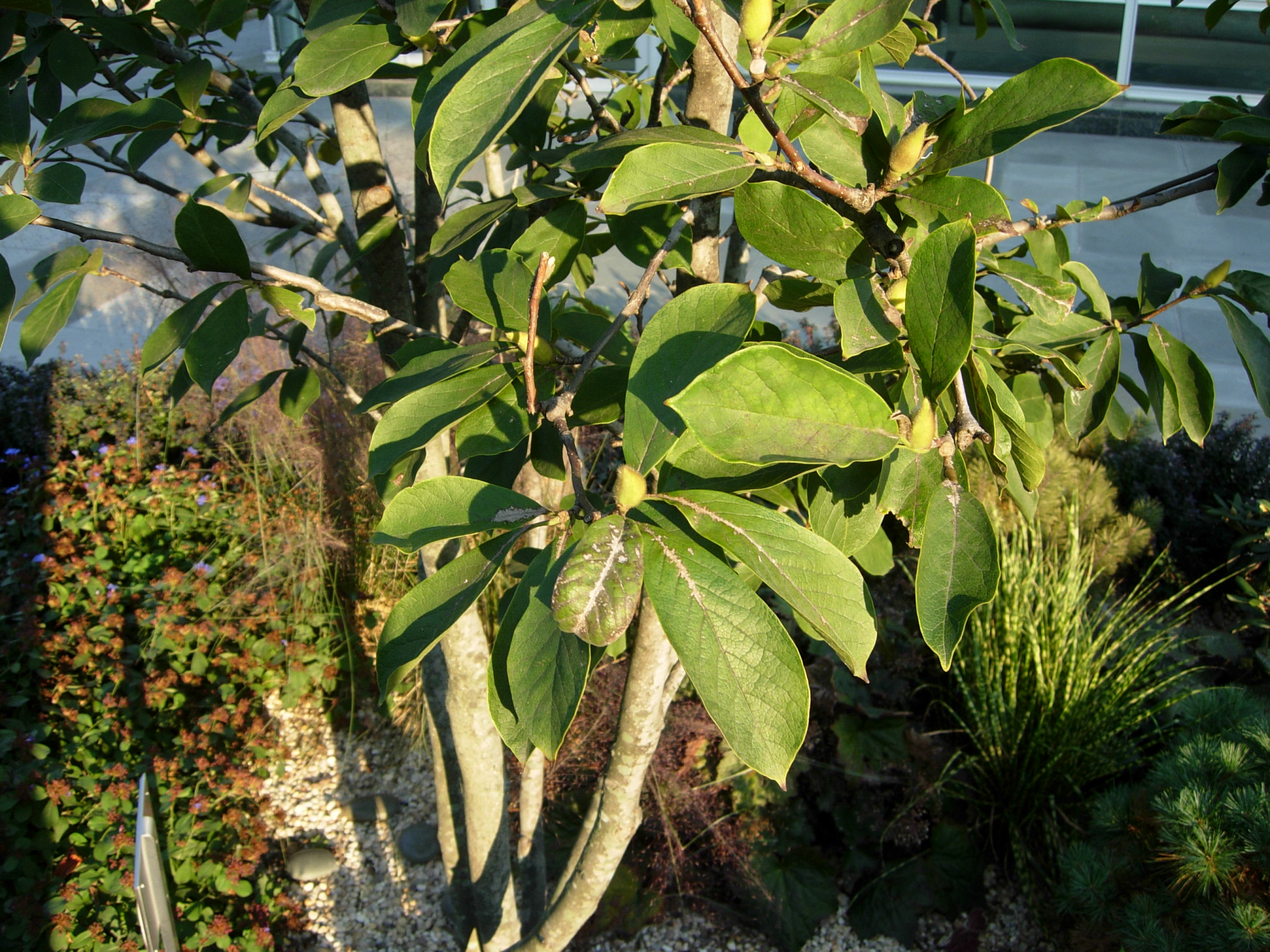 Quia Nursery/Landscape 3