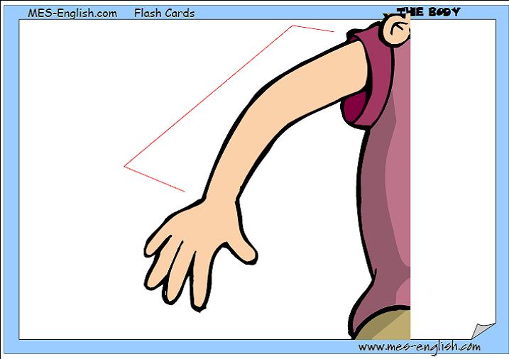 Quia Les Parties du Corps