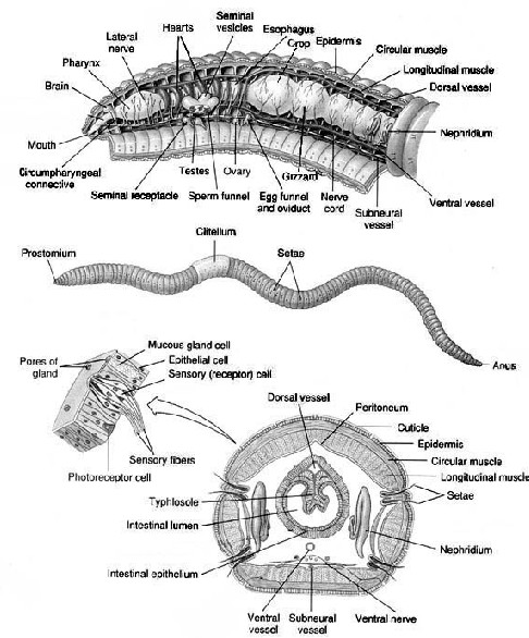 Quia - AP Chapter 32 - Intro to Animal Diversity (basic)