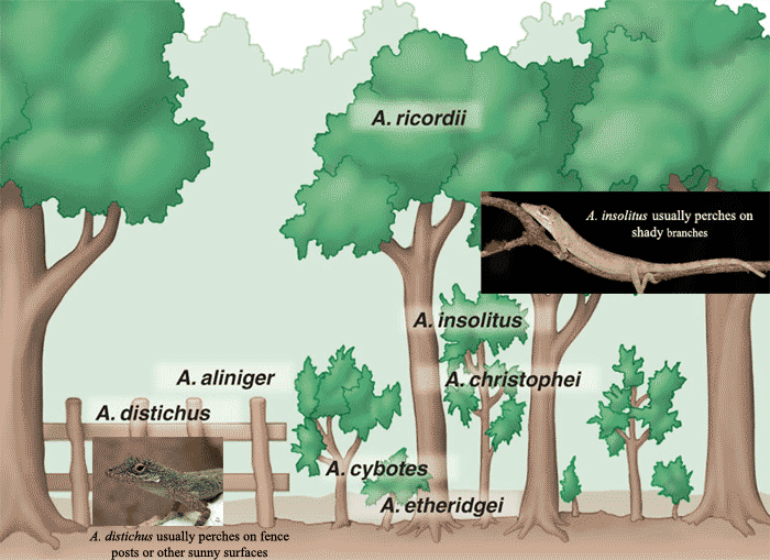 Quia 9AP Chapter 54 Community Ecology detailed 