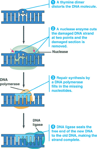 Quia - AP Chapter 16 - Molecular Basis of Inheritance ... sugar dna diagram 