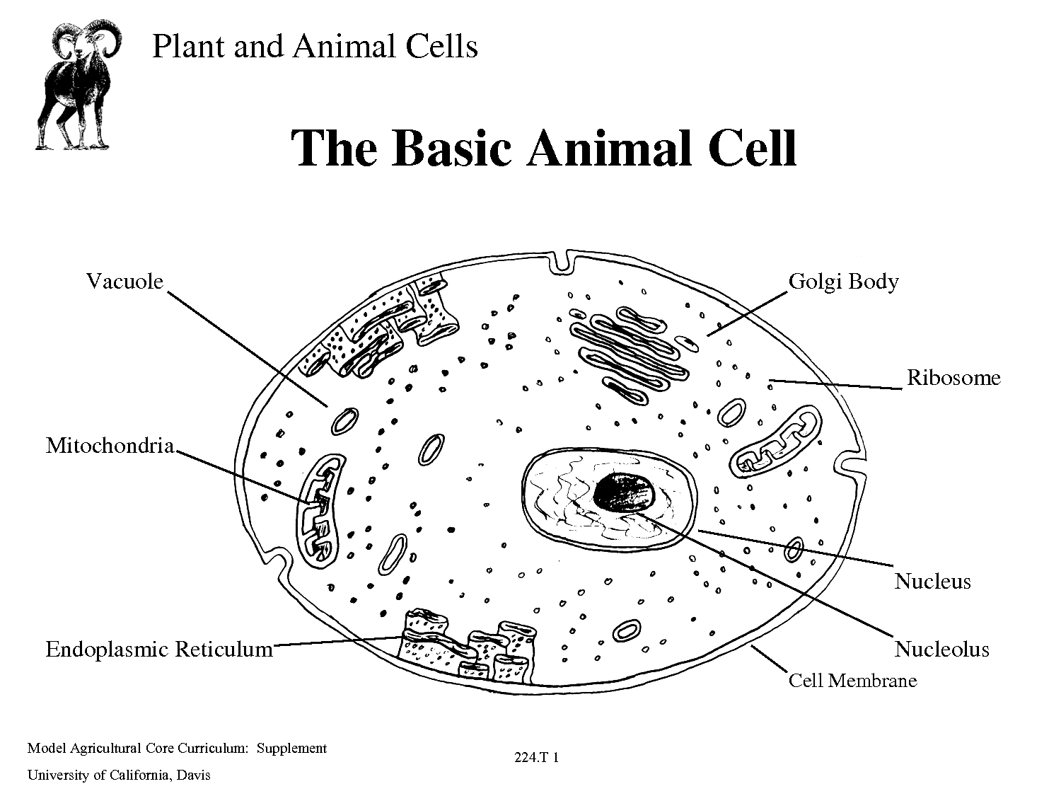  DIAGRAM Plant And Animal Cell Diagram Games MYDIAGRAM ONLINE