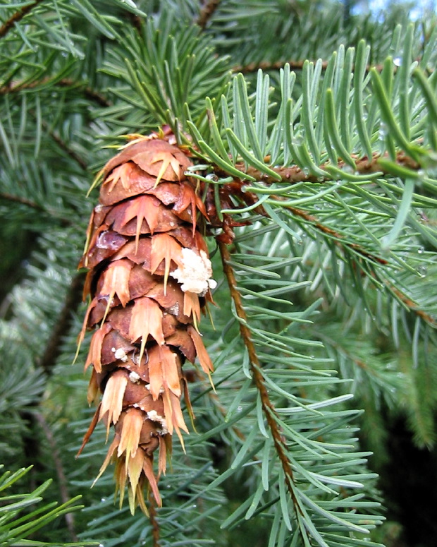 Quia - Evergreen Tree Identification