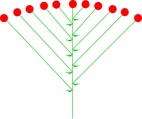 Quia - Chapter 3: Leaf Arrangements & Inflorescence Types