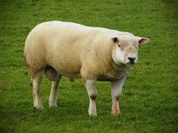 Quia - Sheep Breed ID