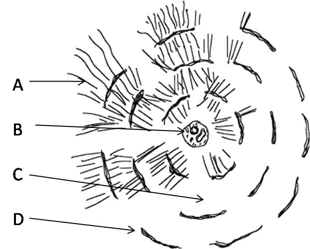 Quia - SKELETAL: BONE STRUCTURE