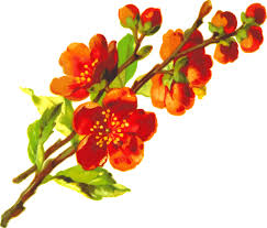 flowersfree