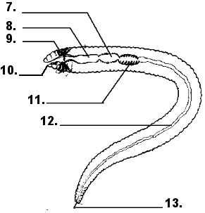 Quia - Earthworm Parts Quiz