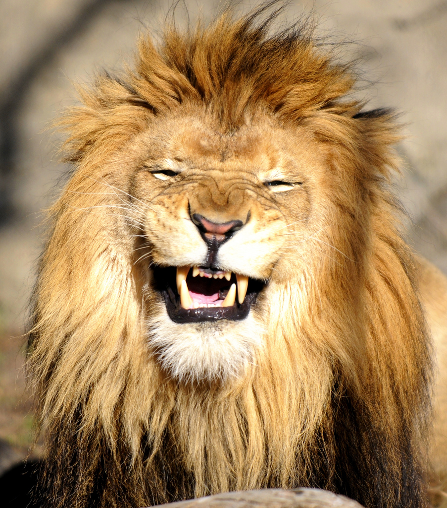 the_lion_is_smiling.jpg