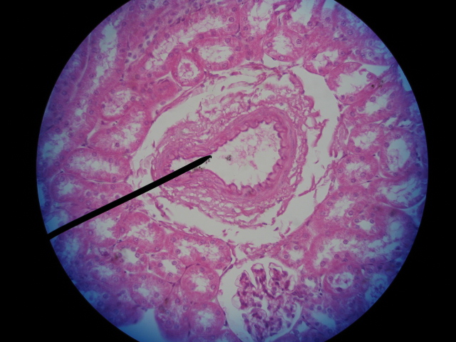 Quia - Tissue lab